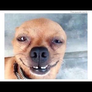 Meet your Posher, Dalia